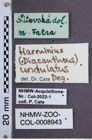 Etiketten zu Diacanthous undulatus (NHMW-ZOO-COL-0008943)